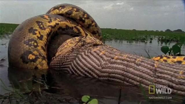 Clip: Đáng sợ trăn Anaconda nuốt gọn động vật gặm nhấm lớn nhất thế giới