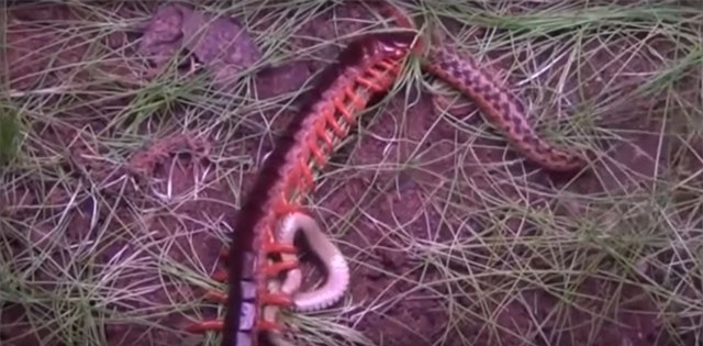 Clip: Kinh dị cảnh rết khổng lồ ăn thịt rắn