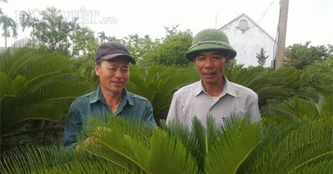 Đếm lá thu tiền: Nghề "lạ" mà thu cả tiền triệu mỗi tháng