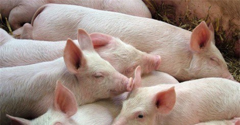 Giá heo hơi hôm nay 13/6: Giá giảm dần, chăn nuôi trong nước ngày càng teo tóp