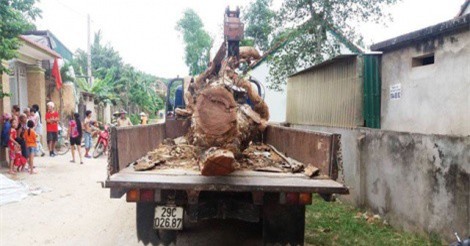 Liều lĩnh mang ô tô vào làng cẩu trộm cây mít