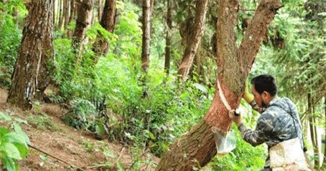 Thông mã vĩ 'nhả vàng', giúp hàng trăm đồng bào dân tộc xóa đói, giảm nghèo