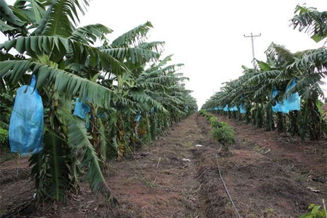 Bầu Đức kiếm bộn tiền nhờ loạt vườn trái cây "khủng”