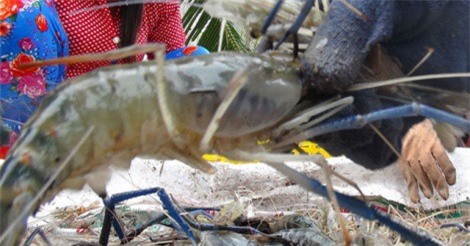 Bí quyết làm giàu: Sáng kiến bẻ càng để tôm nuôi có giá trị cao