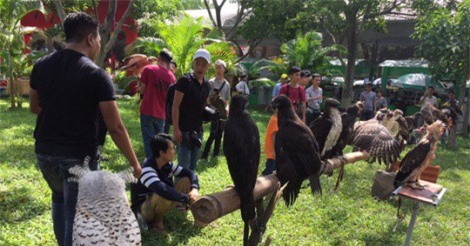 Bỏ trăm triệu mua đại bàng, cự đà làm thú cưng