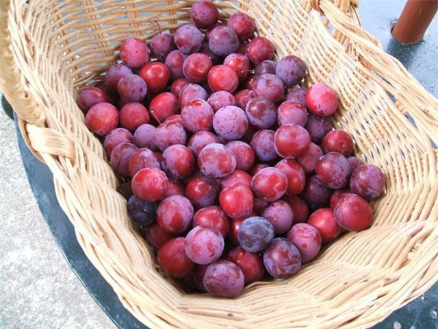Cách nhận biết những loại mận Trung Quốc “gắn mác” mận Việt Nam