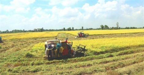 Dịch bệnh đe dọa vụ lúa ĐBSCL