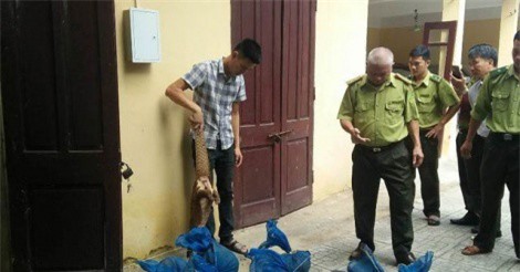 Thanh Hóa bắt giữ vụ vận chuyển tê tê lớn nhất từ trước đến nay