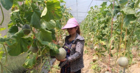 Trồng dưa lưới ở vùng nắng nóng như chảo lửa, vẫn ẵm 80 triệu/mùa