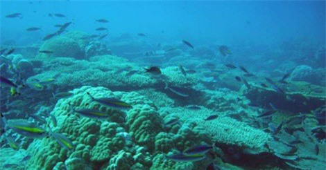 Việt Nam sẽ đối mặt với bão, lũ chưa từng có nếu các rạn san hô biến mất