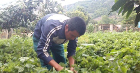 Vừa trồng dâu tây, vừa làm du lịch nông dân "hái" tiền đều tay