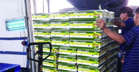 Xuất khẩu nông sản: Kỳ vọng xa vời