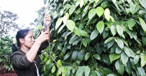 Bài học đắt giá do phát triển nóng