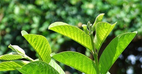 Bất ngờ trước khả năng trị mụn, giảm cân, rụng tóc từ lá ổi