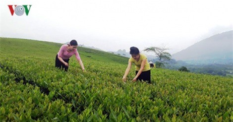 Cây chè mang diện mạo mới cho vùng cao Văn Chấn