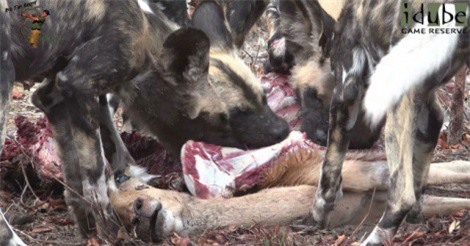 Clip: Kinh dị cảnh linh dương Impala bị đàn chó hoang châu Phi xé xác