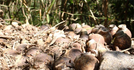 Đục bom bi lấy thuốc nổ, một người chết thảm