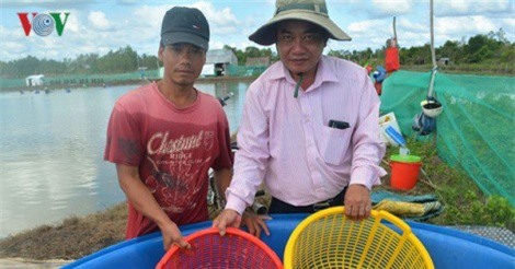 Giá tôm giảm mạnh khiến nhiều người nuôi tôm quyết định treo ao