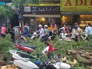 Hà Nội: Cây cổ thụ bật rễ, đè trúng 5 người trên phố Quán Sứ
