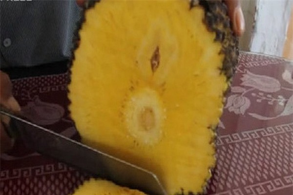 Làm giàu ở nông thôn: Chỉ trồng 100 cây mít không hạt, thu 1 tỷ/năm