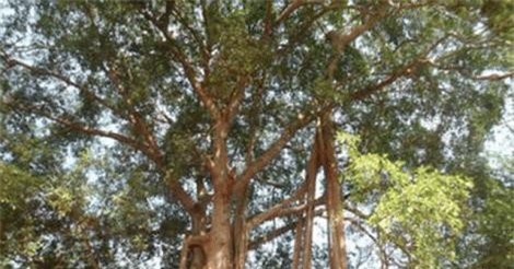 Ly kỳ chuyện ngôi miếu có xà tinh làm “vệ sĩ”