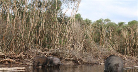 Mê mẩn đàn lợn rừng tiền tỷ ở miền biển