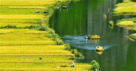 Ngẩn ngơ trước vẻ đẹp "mê hồn" của màu vàng óng ả ở Tam Cốc