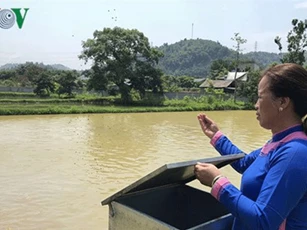 Người phụ nữ dân tộc Giáy thu tiền tỷ nhờ nhân giống cá chép