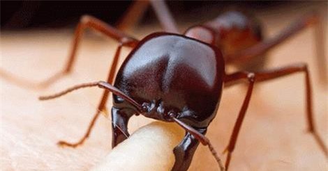 Những sự thật khiến nhân loại chỉ nghe thôi cũng dựng tóc gáy