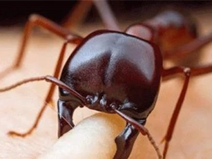 Những sự thật khiến nhân loại chỉ nghe thôi cũng dựng tóc gáy