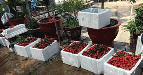 Thương lái buôn vải thiều “méo mặt” vì giá thùng xốp tăng cao