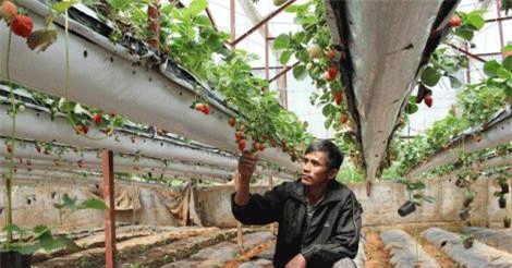 Treo dâu tây lơ lửng trên giàn, lãi 2 tỷ đồng mỗi năm