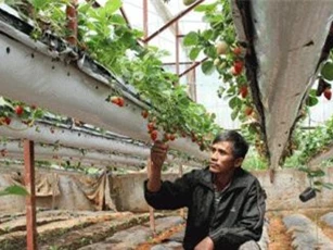 Treo dâu tây lơ lửng trên giàn, lãi 2 tỷ đồng mỗi năm