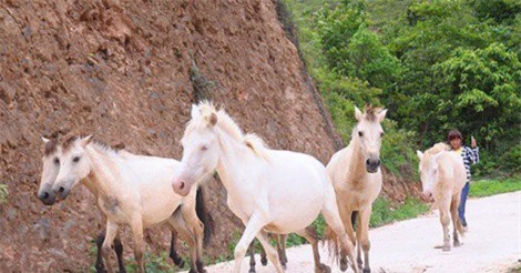 Ghé thăm “vương quốc” ngựa lớn nhất Việt Nam