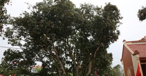 Bí ẩn "cụ" vải tổ gần 200 năm tuổi ở Hải Dương