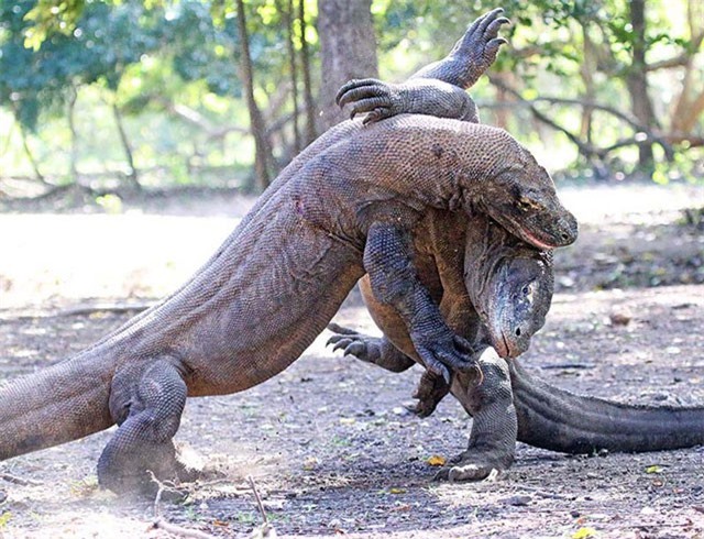 Clip: Hãi hùng cảnh rồng Komodo hạ sát đồng loại