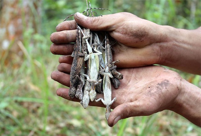 Đại gia miền Tây săn “thần dược” tắc kè bay làm “vũ khí phòng the”