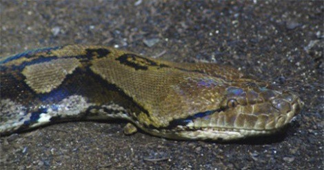 Trăn 7 mét nuốt chửng người phụ nữ ở Indonesia