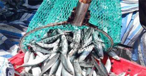 1 đêm đi biển bắt mỏi tay được 3-6 tấn cá nục, lãi từ 40-60 triệu