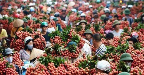 BẢN TIN TÀI CHÍNH-KINH DOANH: Hà Nội trao quyết định đầu tư tổng vốn 400.000 tỷ đồng chỉ trong một ngày, người dân thời ơ với vải thiều “rẻ như cho"