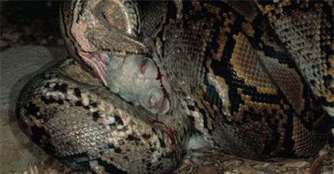 Clip: Rùng rợn cảnh trăn đá châu Phi nuốt chửng linh dương