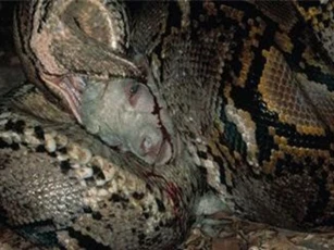 Clip: Rùng rợn cảnh trăn đá châu Phi nuốt chửng linh dương