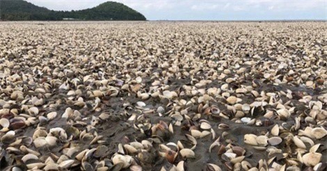 Gần 300 tấn nghêu chết bất thường ở tỉnh Trà Vinh