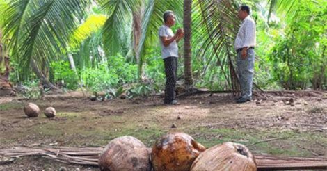 Giá dừa Bến Tre thấp nhất trong 10 năm qua