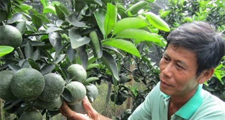 Lạ mà hay: Lão nông “khùng” thu tiền tỷ nhờ trồng cam sành…dày đặc