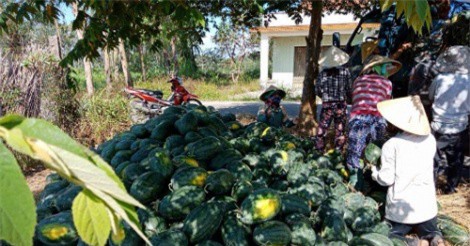 Những nông sản giá chạm đáy nửa đầu năm