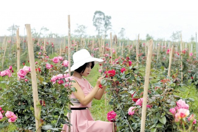 Nữ đại gia 9X bỏ tiền tỷ thuê đất bỏ hoang trồng hoa hồng