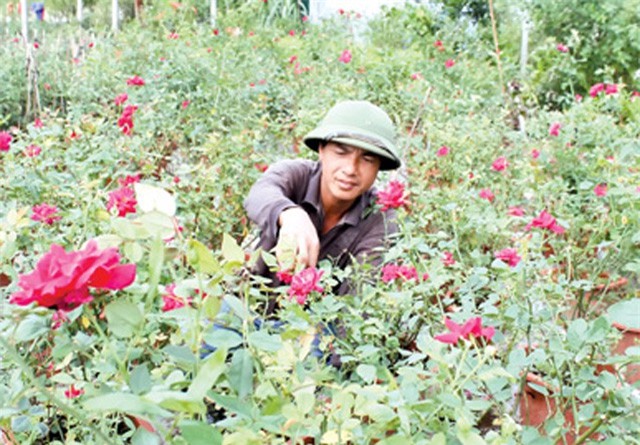 "Phát hờn" với vườn hoa hồng ta giá tiền tỷ của chàng trai quê lúa