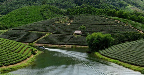 'Tận mục' đồi chè đẹp như tranh vẽ ở Nghệ An