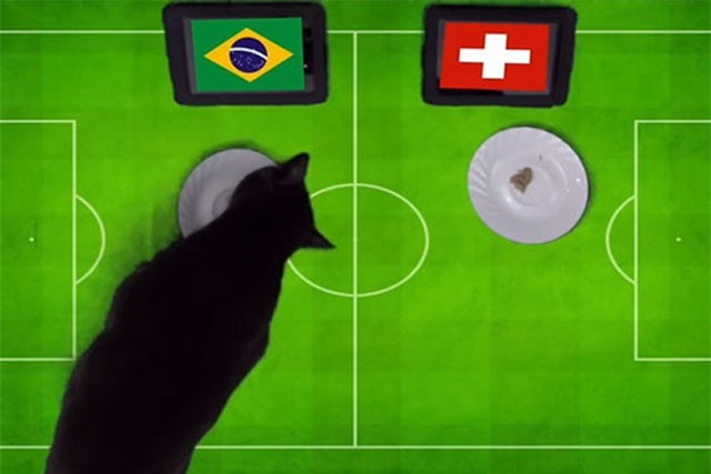 ‘Tiên tri” mèo đen dự đoán trận Brazil và Thụy Sĩ